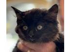 Karen Domestic Longhair Kitten Female