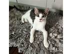 Smurf Domestic Shorthair Young Male