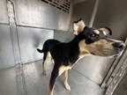 Adopt MICKEY a Miniature Pinscher, Mixed Breed