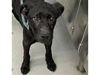 Adopt MIDNIGHT a Labrador Retriever