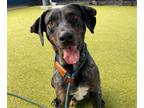 Adopt MORGAN FREEMAN a Labrador Retriever, Mixed Breed