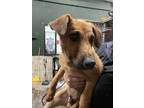 Adopt ARCHIE a German Shepherd Dog, Mixed Breed