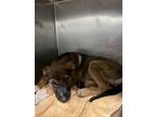 Adopt A112448 a German Shepherd Dog, Mixed Breed