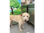 Adopt WADE a Great Pyrenees