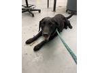 Adopt UNCLE SAM a Labrador Retriever