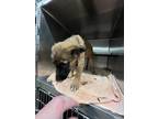 Adopt A112449 a German Shepherd Dog, Mixed Breed
