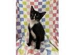 Cas Domestic Shorthair Kitten Male