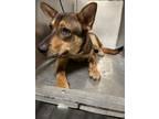 Adopt MATRIX a German Shepherd Dog, Mixed Breed