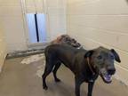 Adopt SAILOR a Labrador Retriever, Mixed Breed