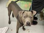 Adopt ALFIE a Staffordshire Bull Terrier, Mixed Breed
