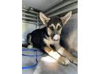 Adopt NELSON a German Shepherd Dog, Husky