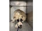 Adopt GRAINGER a Anatolian Shepherd, Mixed Breed