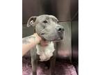 Adopt B JORDAN a Pit Bull Terrier, Mixed Breed