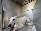 Adopt POLAR a Akbash, Mixed Breed