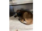 Adopt A112451 a German Shepherd Dog, Mixed Breed