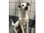 Adopt MARZ a Australian Cattle Dog / Blue Heeler