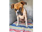 Adopt KOBE a Boxer
