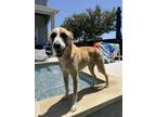 Adopt SHEPHERD a Black Mouth Cur