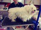 Sam White Lhasa Apso Young Male