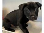 Adopt BABY BEAR a Labrador Retriever