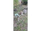Adopt ZERO a American Staffordshire Terrier