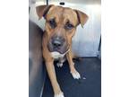 Adopt A719934 a American Staffordshire Terrier