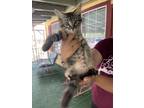 Adopt KITTEN a Domestic Short Hair