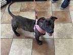 Lanae Mixed Breed (Medium) Puppy Female