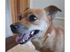 Suzy Chihuahua Adult Female