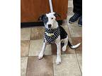 Layni Australian Shepherd Puppy Female