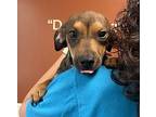 Mando Terrier (Unknown Type, Medium) Puppy Male