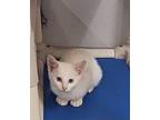 Gambit Domestic Shorthair Kitten Male