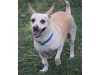 Sweet Potato aka Mozelle Chihuahua Senior Female