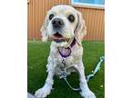 Coco Cocker Spaniel Senior Male