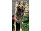 Adopt Sheriff a German Shepherd Dog, Mixed Breed