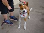 Adopt Zulu a Australian Cattle Dog / Blue Heeler