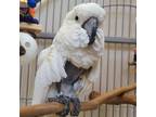 Adopt Angel a Cockatoo