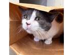 Adopt Fletcher a Domestic Short Hair