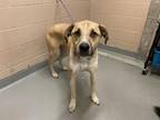 Adopt VALOR a Anatolian Shepherd, Mixed Breed