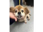 Adopt CHEWY a Pekingese