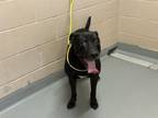Adopt HARBOR a Pit Bull Terrier, Mixed Breed