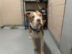 Adopt FRANKIE a American Staffordshire Terrier