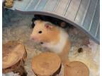 Adopt ALPHIE a Hamster