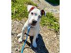 Levi American Pit Bull Terrier Puppy Male
