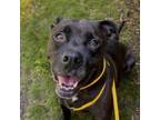 Adopt Shadow Rado a Mixed Breed