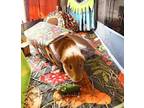 Adopt Bandit a Guinea Pig