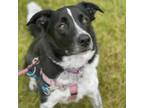 Adopt Huxley a Border Collie, Australian Shepherd