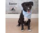 Adopt Baxter a Black Labrador Retriever