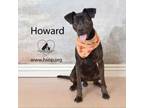 Adopt Howard a Pit Bull Terrier, Black Labrador Retriever