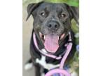 Adopt SCOOTER a Labrador Retriever, Pit Bull Terrier
